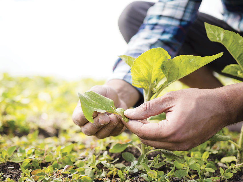 Agricoltori calabresi, in arrivo nuove risorse finanziarie: l’Arcea liquida le somme