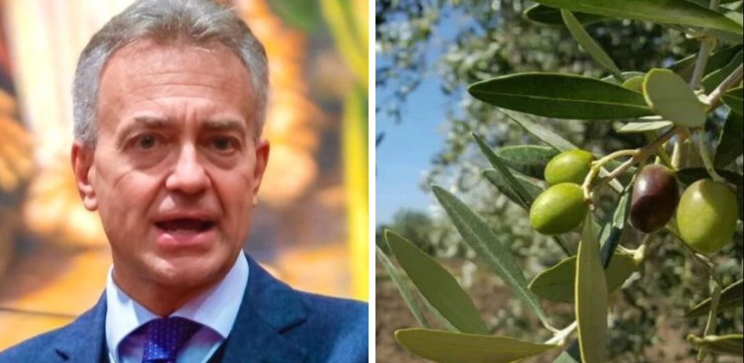Piano olivicolo regionale calabrese: chiusa la fase di concertazione
