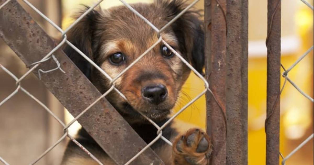A Vibo Valentia una pizza può cambiare la vita di un cane